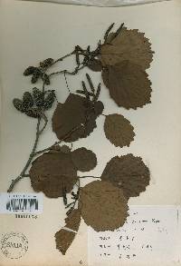 Alnus incana image