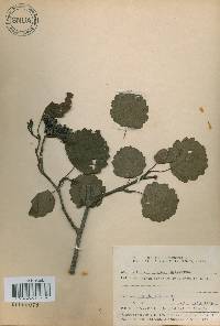 Alnus incana image