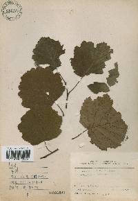 Alnus incana image