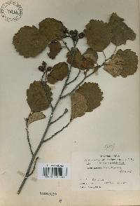 Alnus incana image