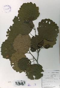 Alnus incana image