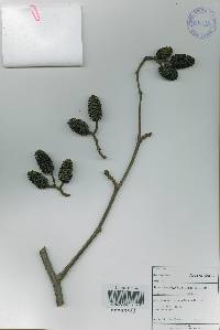 Alnus incana image