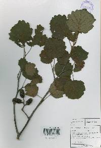 Alnus incana image