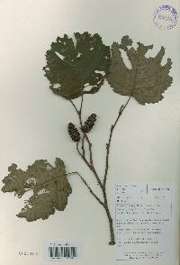 Alnus incana image