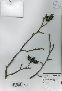 Alnus incana image