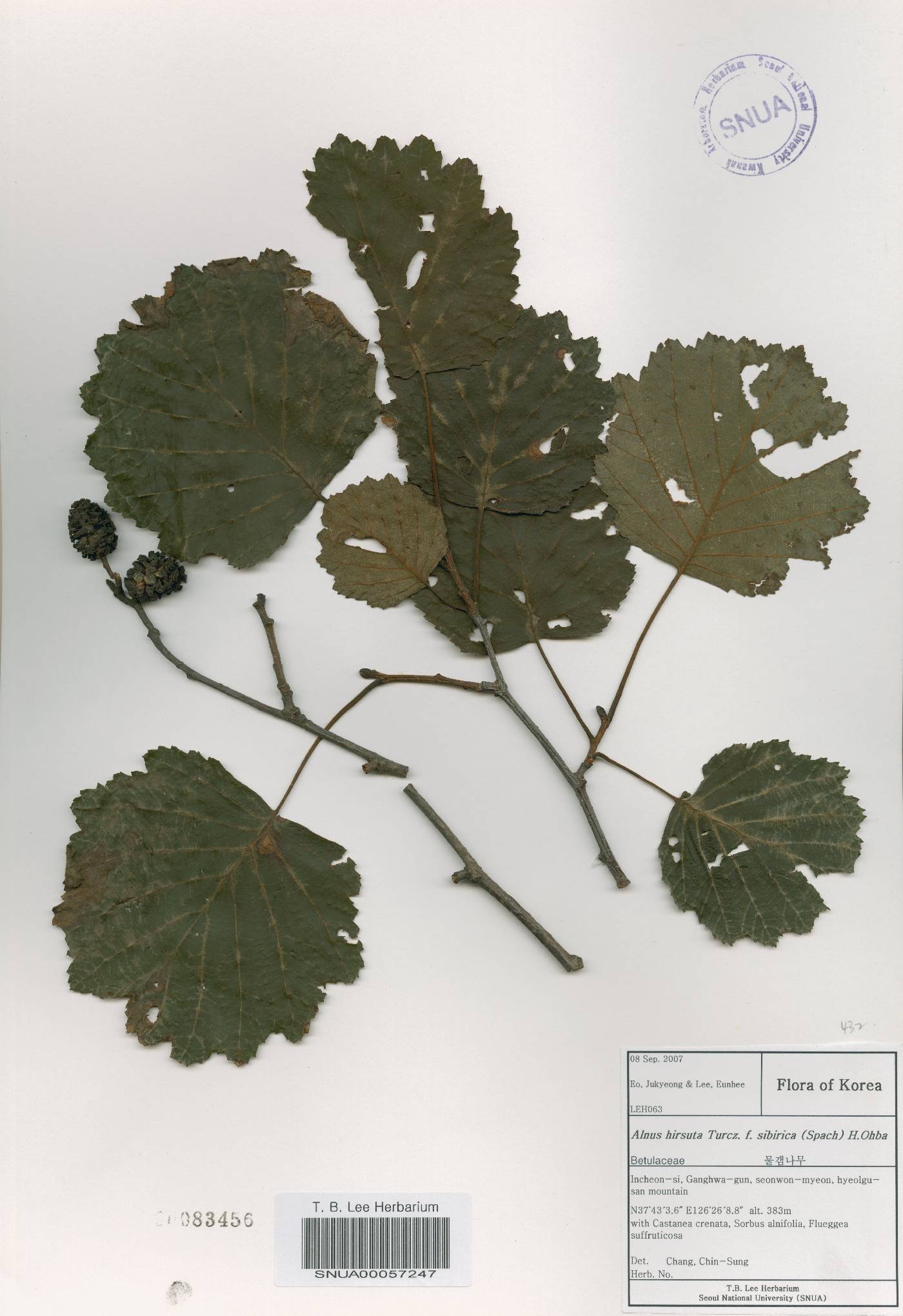 Alnus incana subsp. tchangbokii image