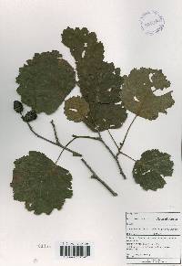 Alnus incana image