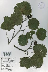 Alnus incana image