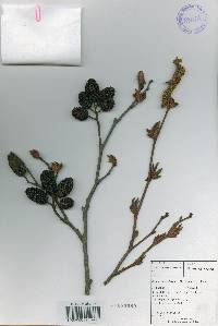 Alnus incana image