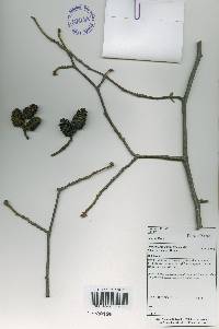 Alnus incana image