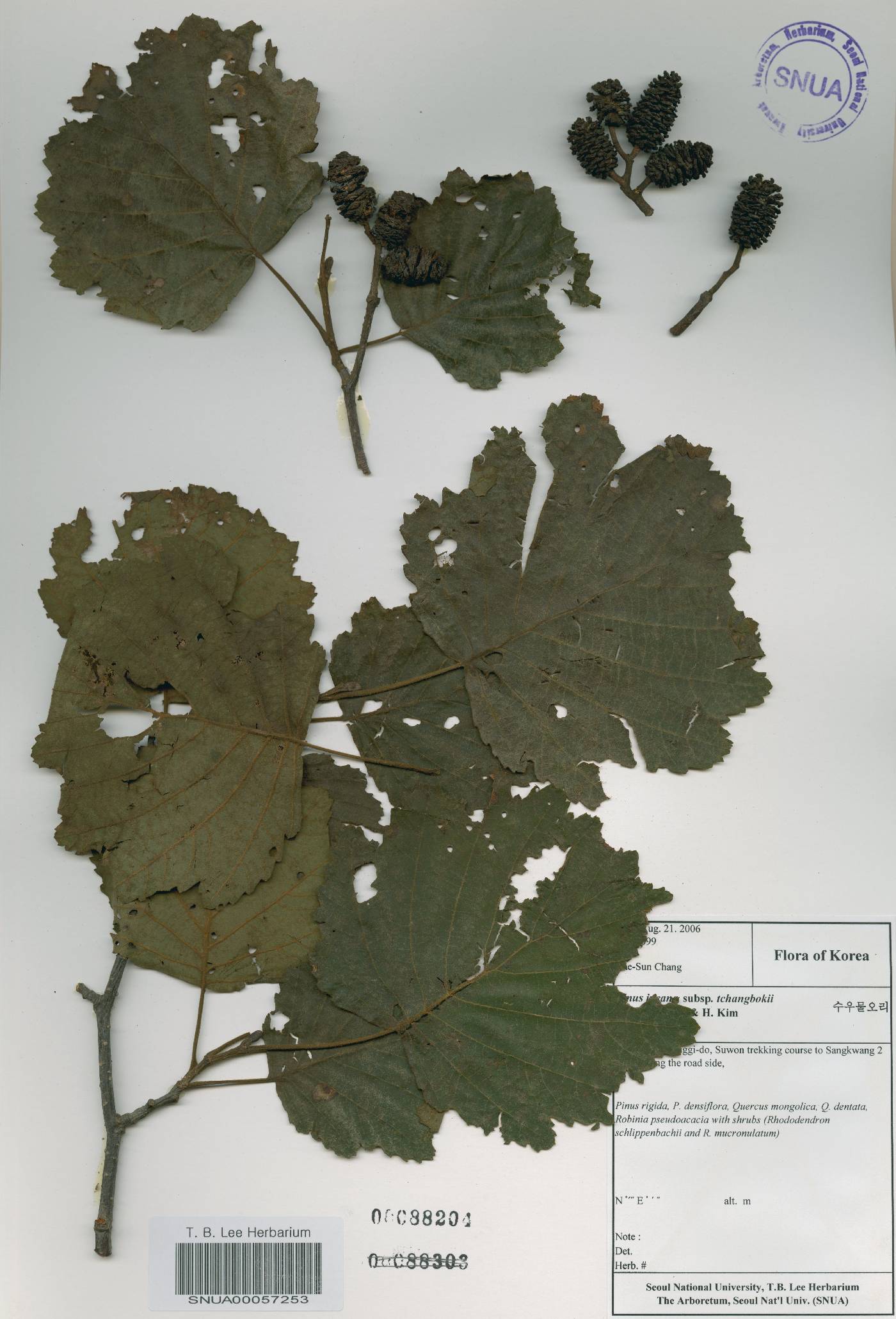 Alnus incana subsp. tchangbokii image