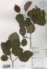 Alnus incana image