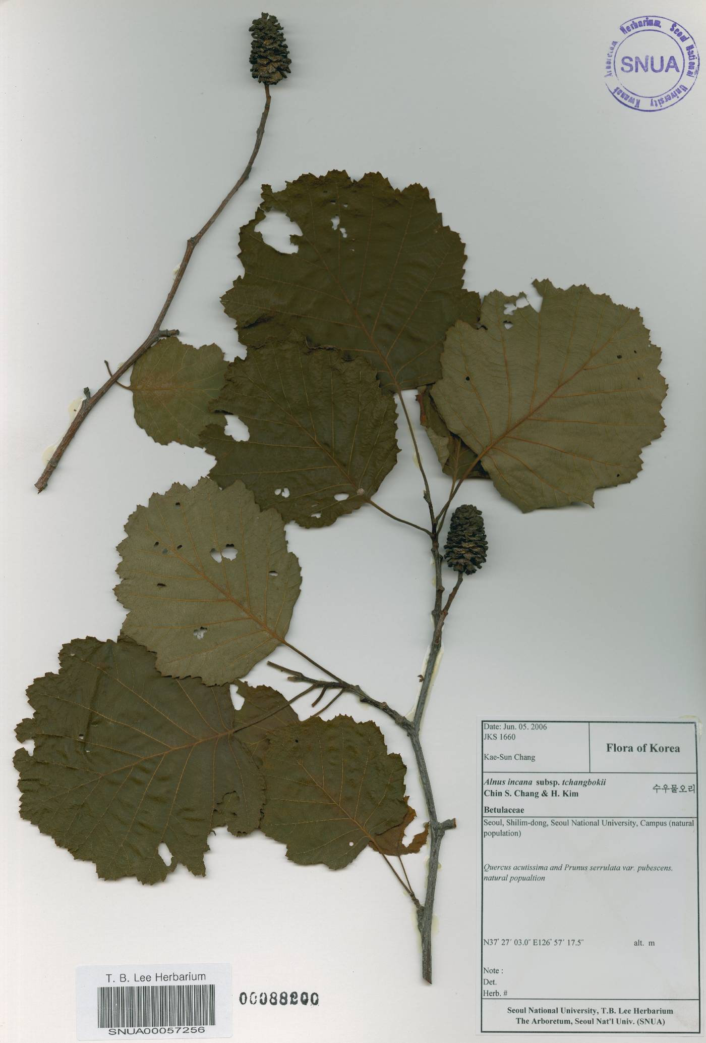 Alnus incana subsp. tchangbokii image