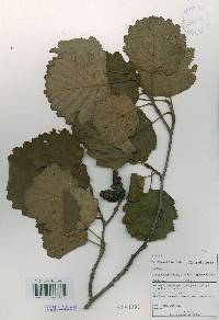 Alnus incana image