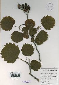 Alnus incana image