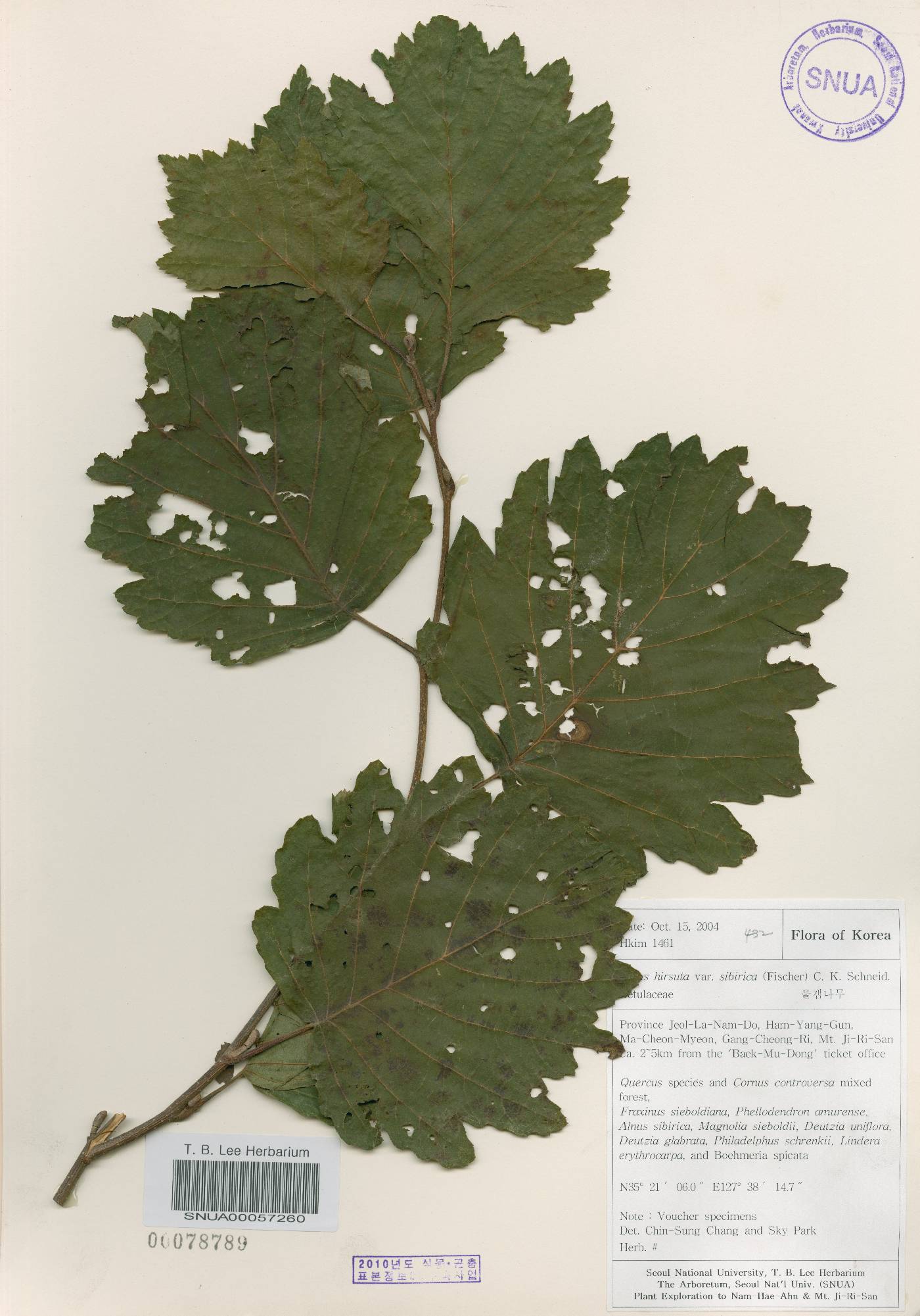 Alnus incana subsp. tchangbokii image