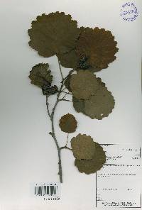 Alnus incana image