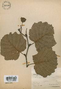 Alnus incana image