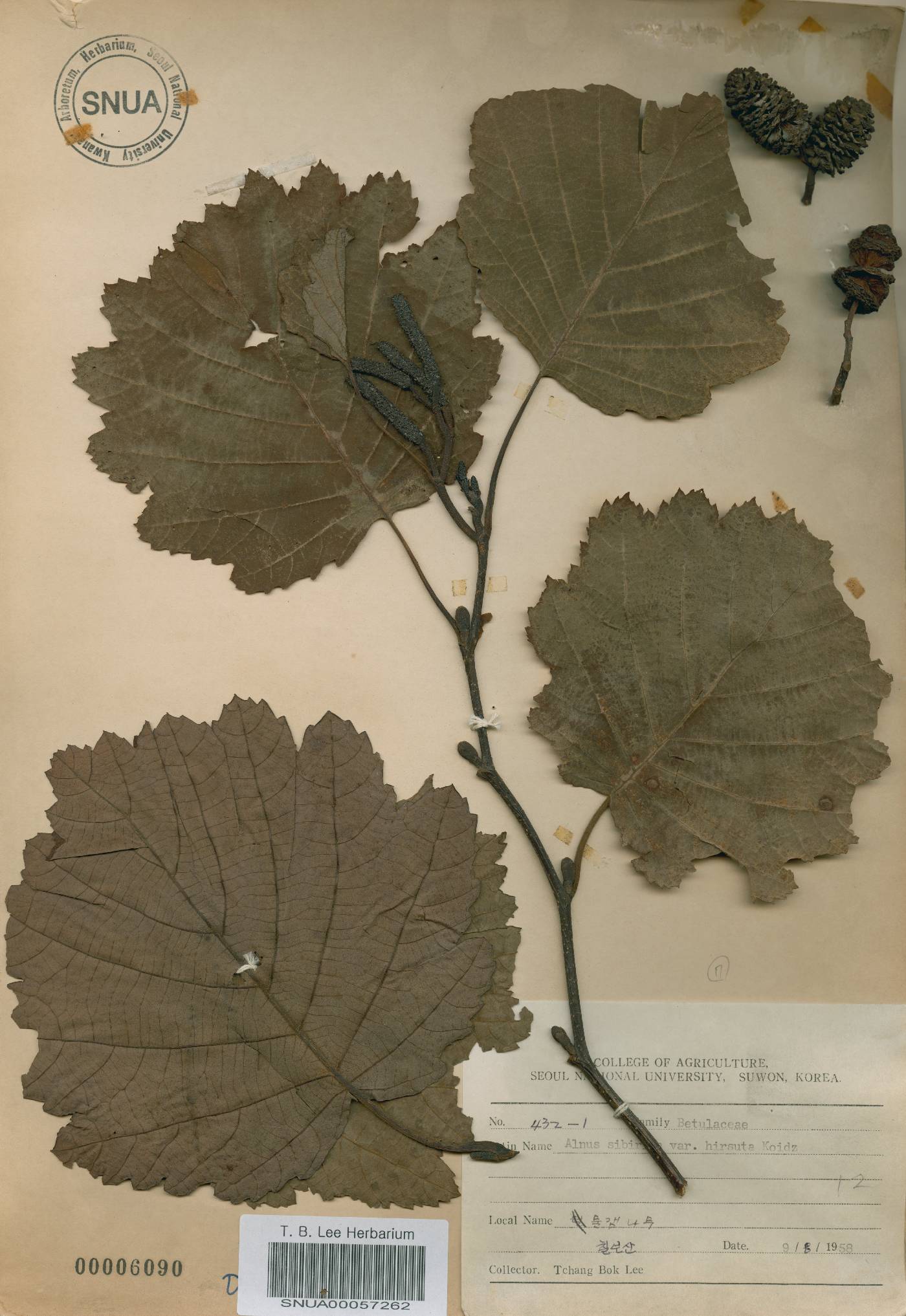 Alnus incana subsp. tchangbokii image