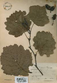 Alnus incana image