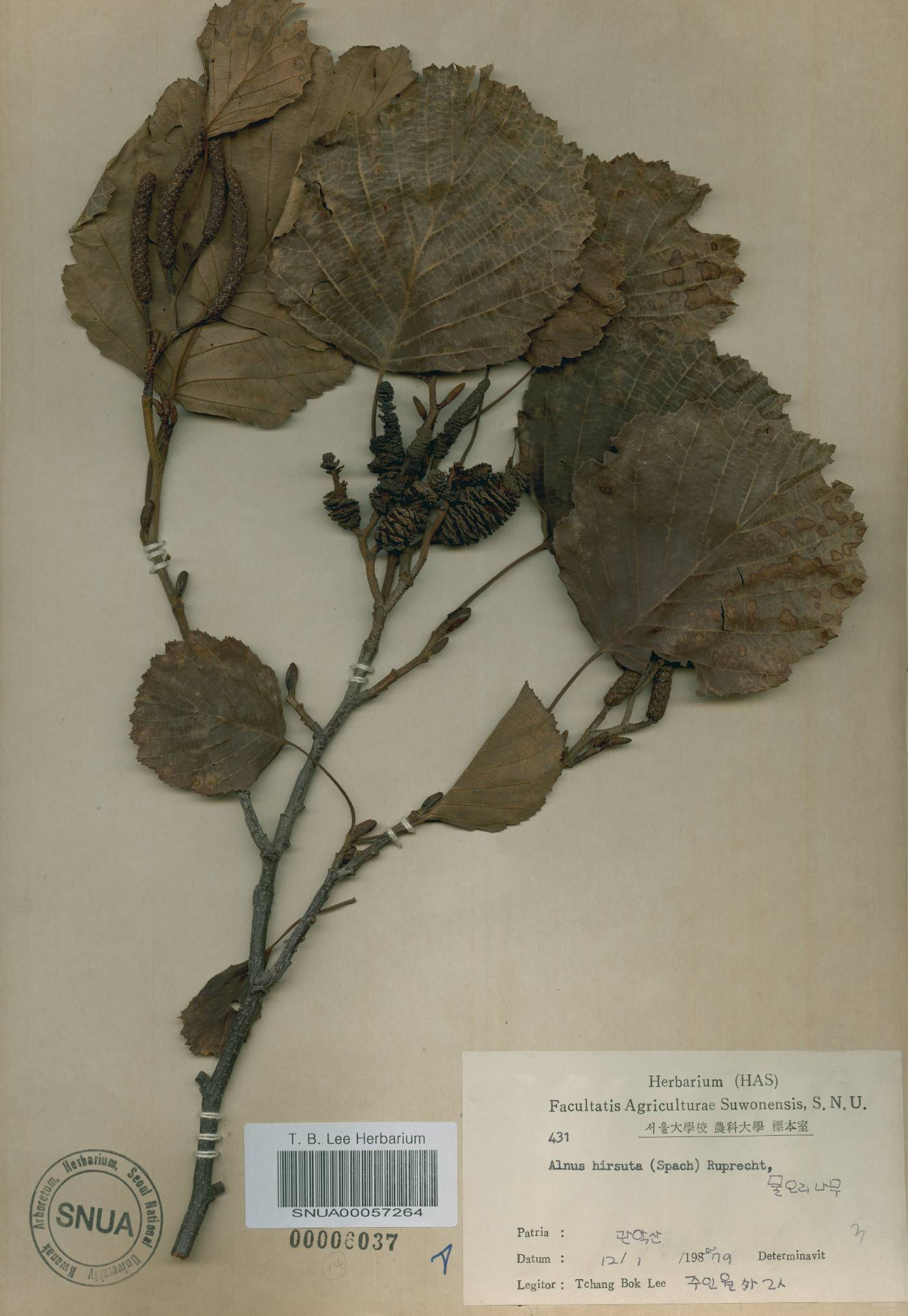 Alnus incana subsp. tchangbokii image
