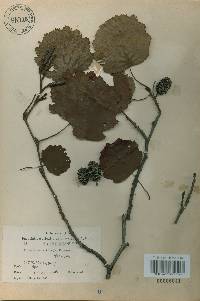 Alnus incana image