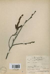 Alnus japonica image