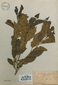 Alnus japonica image