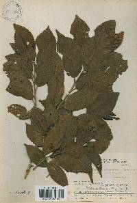 Alnus japonica image