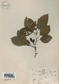 Alnus japonica image