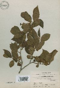 Alnus japonica image