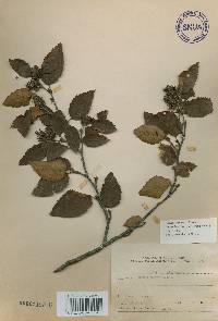 Betula chinensis image