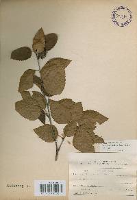 Betula chinensis image