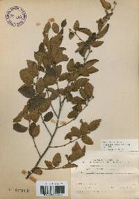 Betula chinensis image