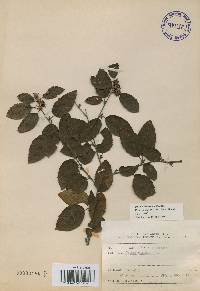 Betula chinensis image