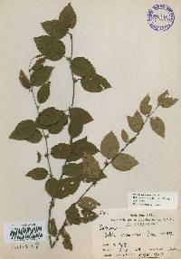 Betula chinensis image