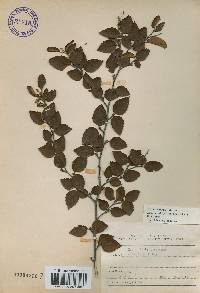 Betula chinensis image