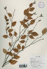 Betula chinensis image