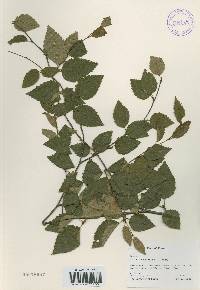 Betula chinensis image