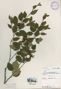 Betula chinensis image