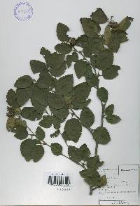 Betula chinensis image