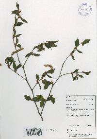 Betula chinensis image