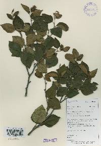 Betula chinensis image