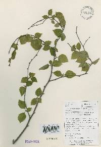 Betula chinensis image