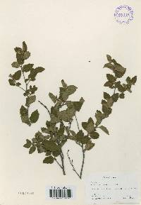 Betula chinensis image