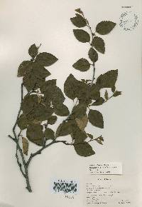 Betula chinensis image