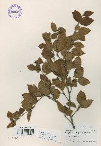 Betula chinensis image