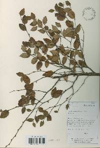 Betula chinensis image