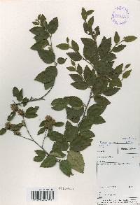 Betula chinensis image