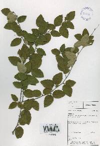 Betula chinensis image